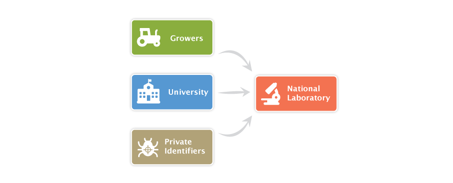 Simple Pest Identification Framework (most countries)