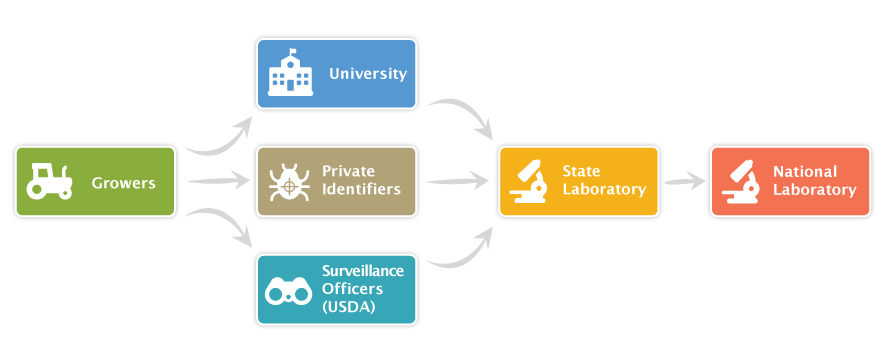 Complex Pest Identification Framework (United States, Australia)