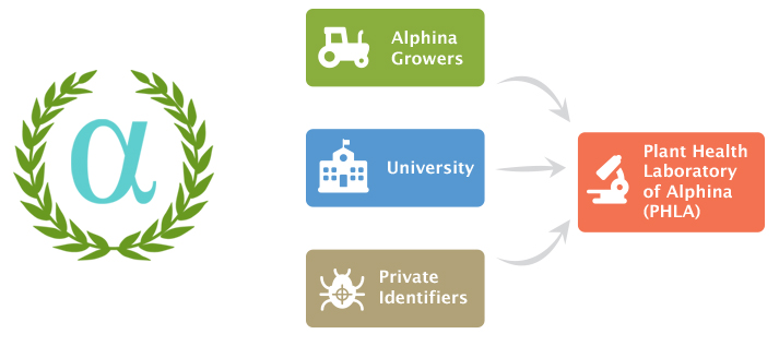 Alphina identification framework